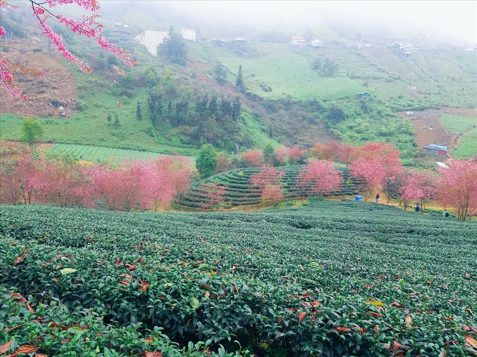 Màu hồng của hoa đào điểm xuyến trên đồi chè ngút tầm mắt mang lại một khung cảnh lãng mạn và nên thơ. Ảnh: Minh Minh