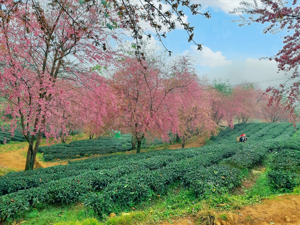 Từ lúc hoa anh đào mới nở, nhiếp ảnh gia từ khắp nơi đã đổ tới đây để ghi lại những bức ảnh đẹp huyền ảo tựa chốn bồng lai. Ảnh: Minh Minh