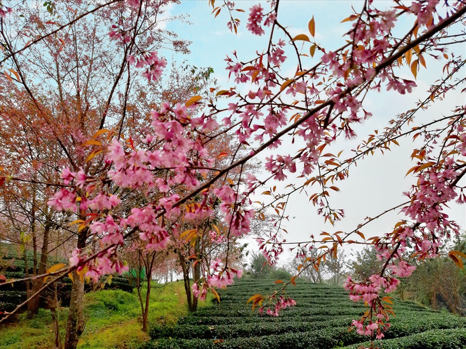 Theo kinh nghiệm của những người chụp ảnh chuyên nghiệp, lúc hoàng hôn hoặc bình minh và khi có nắng là thời khoảnh khắc đồi chè lung linh nhất. Ảnh: Minh Minh