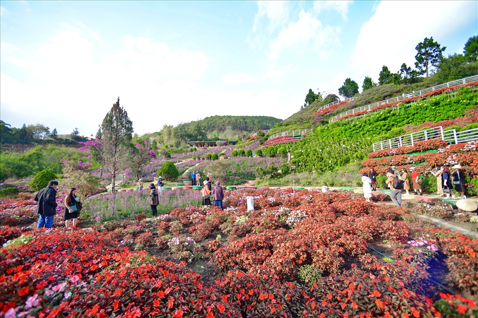 Trại hoa dưới chân đèo Mimosa (Đà Lạt, Lâm Đồng). Ảnh: Thái Hoàng