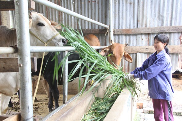 Chị Nguyễn Thị Hồng ở xã Cư Bông, huyện Ea Kar sử dụng vốn chính sách để phát triển chăn nuôi bò.
