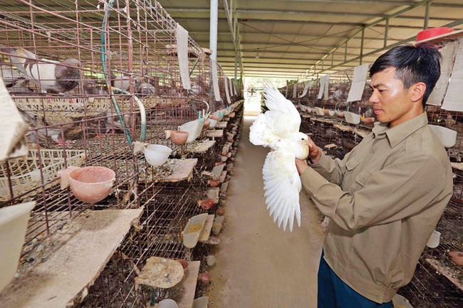 Từ nguồn vốn ưu đãi, nhiều nông dân trẻ ở Bắc Giang có vốn đầu tư nuôi chim bồ câu hiệu quả.