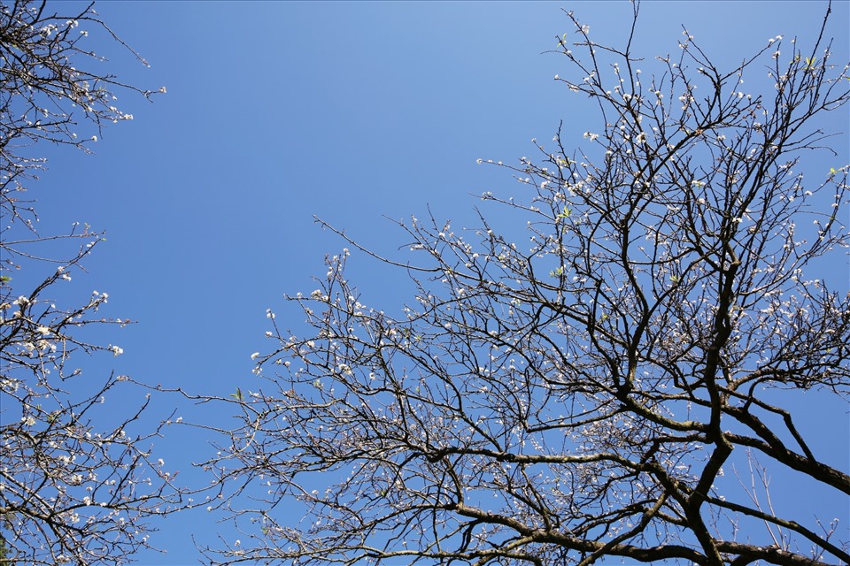 Hàng nghìn cây mọc thành hàng, san sát nhau, thung lũng hoa khoác lên mình chiếc áo mới. Hoa Mận trắng tinh khôi trên nền trời trong xanh, mang lại cho người nhìn cảm giác mộc mạc, yên bình.
