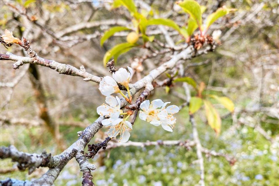 Hoa mận trắng tinh khiết góp phần vào vẻ đẹp của vườn hoa bốn mùa muôn sắc mầu của mảnh đất Mộc Châu.