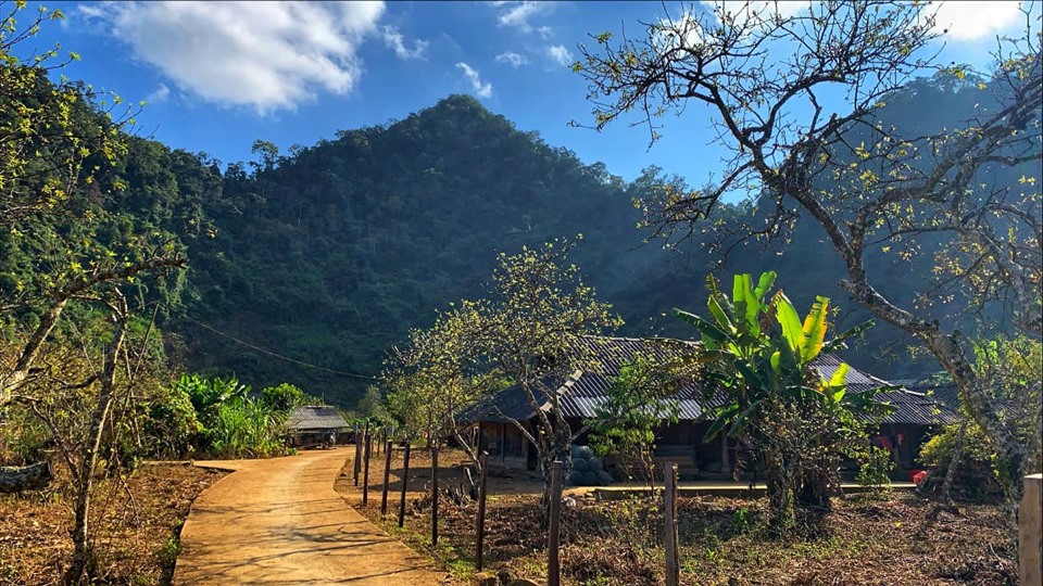 Bản Phiêng Cành không còn như thuở ban đầu với những con đường đất hun hút trong rừng mận cổ thụ. Thay vào đó là những con đường bê tông chạy thẳng từ đường ngoài vào bản. — tại Bản Phiêng Cành.