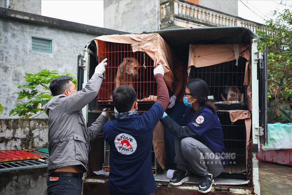 Những chú chó mèo này sẽ được đưa đến Cơ sở bảo tồn gấu Ninh Bình để kiểm tra sức khoẻ, sau đó được chuyển đến Trung tâm trạm cứu hộ chó mèo tại Đà Nẵng.