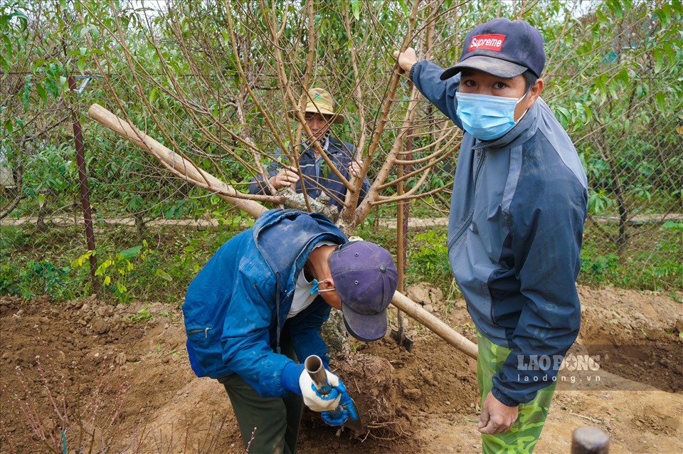 Hơn một tháng nữa mới đến tết Nguyên đán, thời điểm này, người trồng đào Nhật Tân đang chăm sóc đào rất kĩ lưỡng để đào ra hoa đúng dịp tết. Đây cũng là thời điểm người dân phải gấp rút các khâu tuốt lá, điều nước, uốn thế... cho những cây đào này.