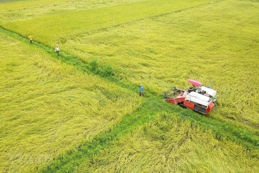 EAEU sẽ nhập khẩu 10.000 tấn gạo Việt trong năm 2021. Ảnh: TTXVN