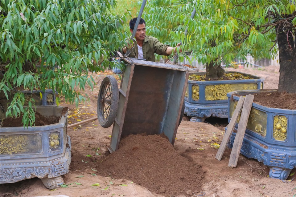 Công đoạn chở đất cho vào chậu chăm bón những cây đào thế để chuẩn bị đến ngày tuốt lá. Ảnh Lan Như.