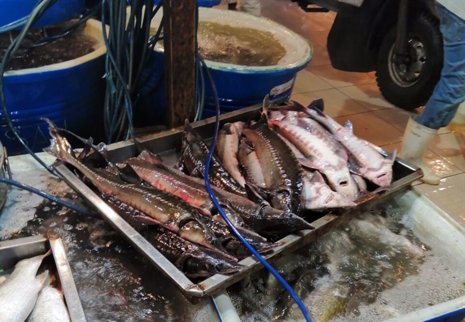 Người bán cá tầm Trung Quốc thường không thông tin về nguồn gốc cá cho người mua. Ảnh: Long Nguyễn.