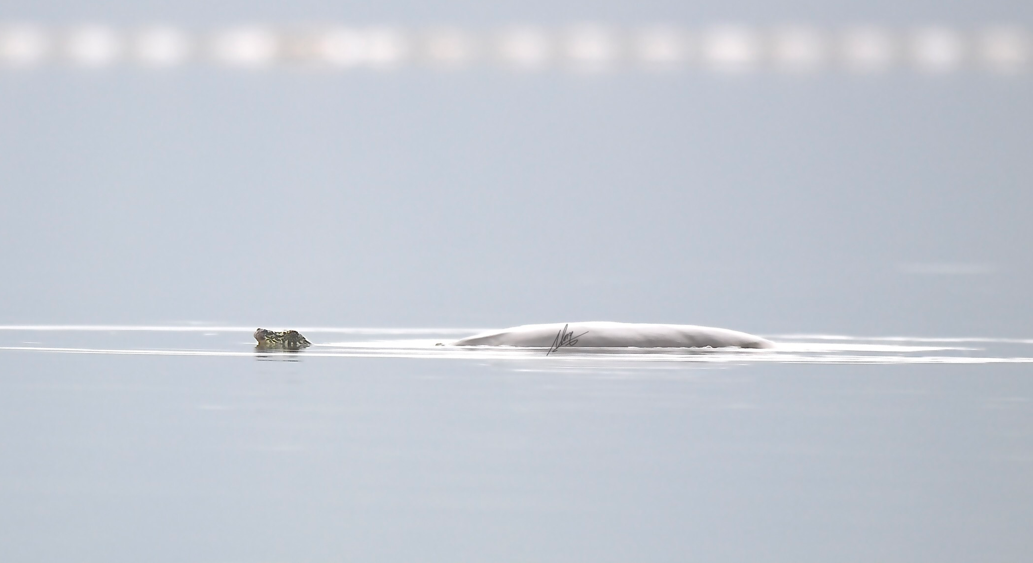 Cá thể rùa mai mềm thứ 2 được phát hiện trên hồ Đồng Mô. Nguồn ảnh: Tổ chức WCS