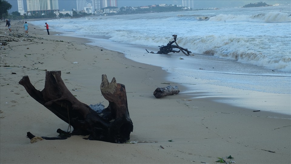 2 gốc cây lớn nằm sâu dưới cát ở bãi biển Nha Trang, Khánh Hòa sau mưa lũ. Ảnh: Nhiệt Băng