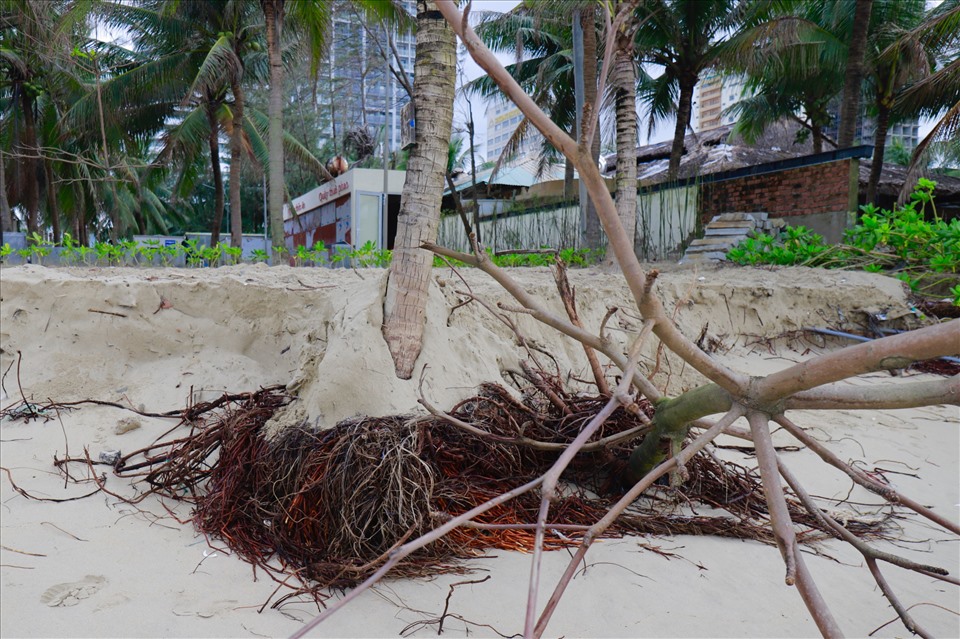 Sạt lở bờ biển làm lộ ra nhiều gốc cây dừa, tạo ra những hàm ếch lớn tại khu vực bờ biển Mỹ Khê. Ảnh: Hữu Long