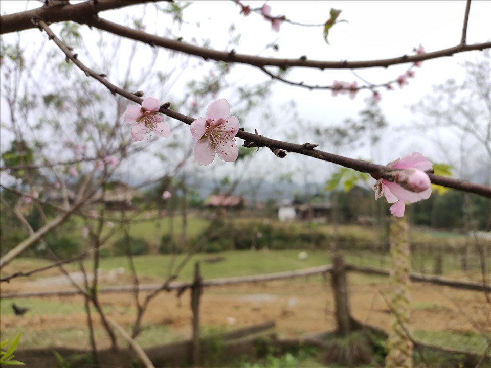 Những ngày cận tết, các loại đào phai, đào rừng, hoa trang nguyên nở đỏ rực bên bìa rừng và trên các con đường nhỏ ở bản Vịn. Ảnh: Quách Du