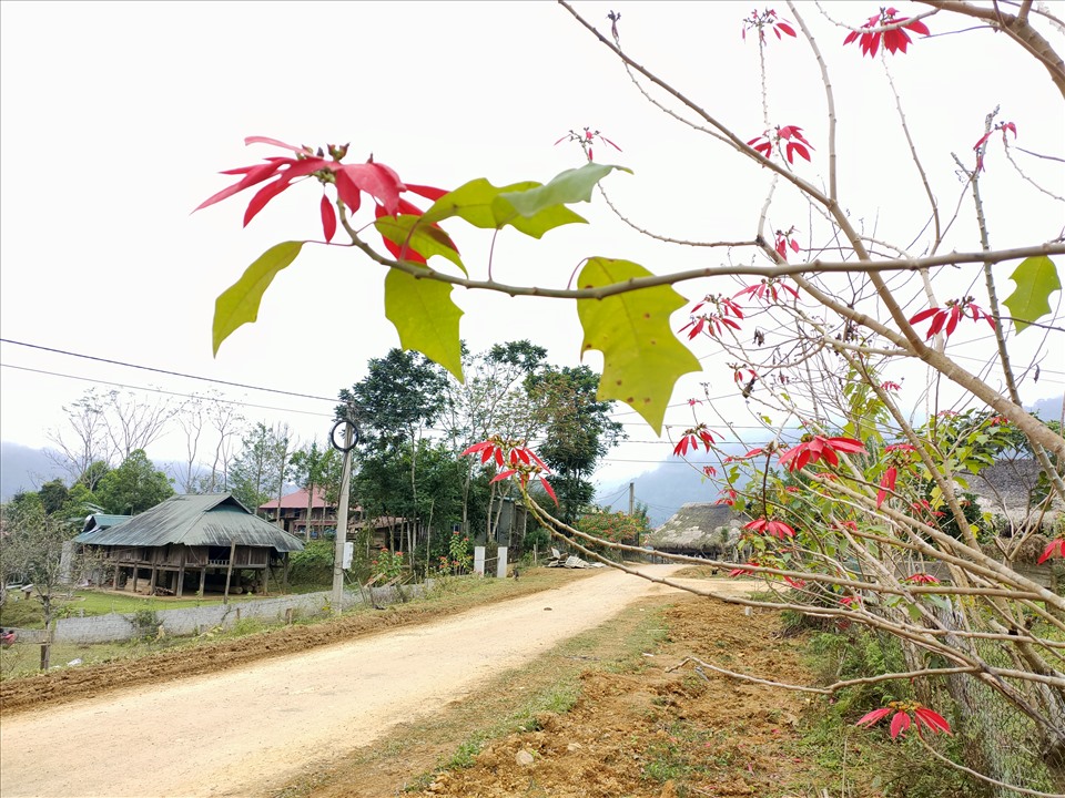 Những ngày cận tết, các loại đào phai, đào rừng, hoa trang nguyên nở đỏ rực bên bìa rừng và trên các con đường nhỏ ở bản Vịn. Ảnh: Quách Du