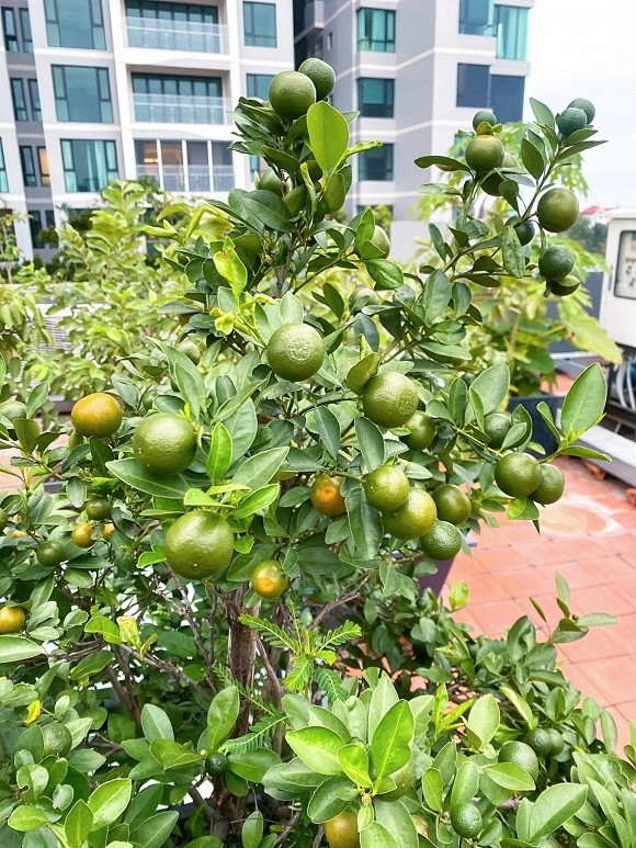 Diệp Bảo Ngọc cho biết toàn bộ rau trái đều do chính tay cô trồng và đều đảm bảo là đồ organic 100%. Dù bận nhiều công việc, thế nhưng người đẹp vẫn thường xuyên dành thời gian chăm sóc cho khu vườn: “Chiều nào cũng lên thăm mấy em. Bận quá thì 2-3 ngày cũng phải lên xem các em lớn thế nào” – Diệp Bảo Ngọc cho biết.