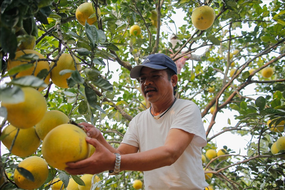 “Bưởi Diễn ở làng tôi (làng Diễn - PV) chỉ cần để 1 quả trong nhà, khi bước vào nhà đã cảm nhận được hương thơm. Hơn nữa giá bưởi Diễn “xịn” cũng cao hơn nhiều giá bưởi Diễn được trồng ở nơi khác.Tùy vào từng loại và tùy thuộc bán buôn hay bán lẻ, nhưng giá bán tại vườn dao động từ 50 - 70.000 đồng/quả, trong khi ở bên ngoài có nơi bán 15 - 20.000 đồng/quả“, ông Đạt cho hay.