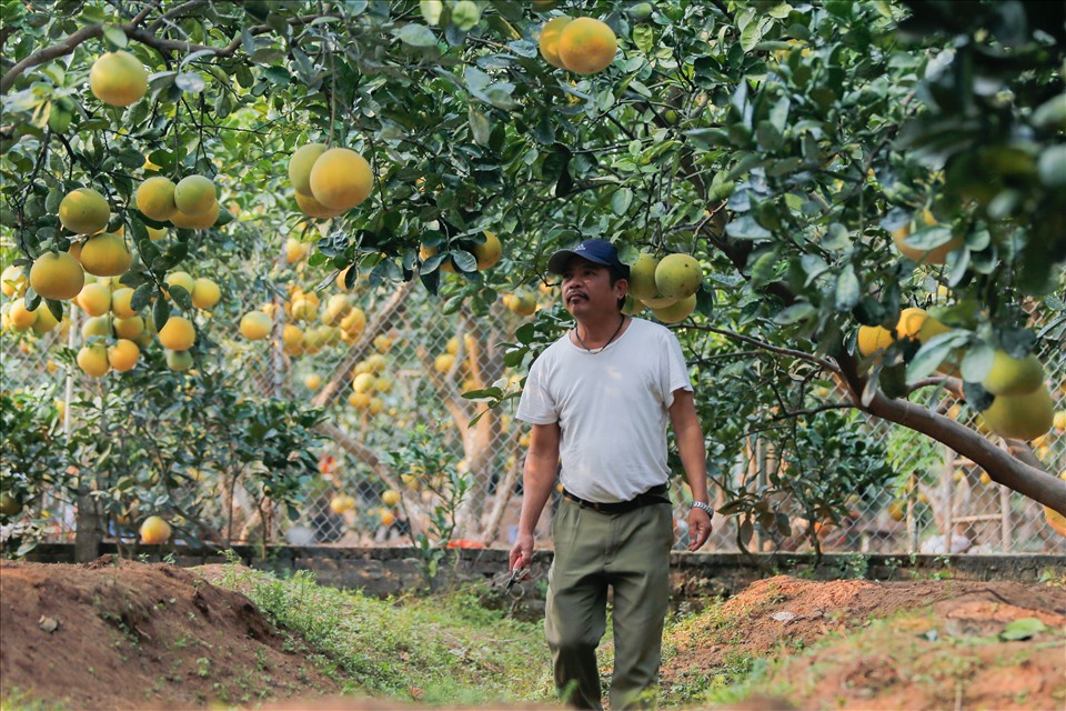 “Bưởi Diễn “xịn” có mùi thơm nồng đặc trưng, khi bóc múi bưởi thường thấy các tôm của bưởi vàng óng và rất mọng nước.Trên thị trường hiện có rất nhiều loại bưởi Diễn, để không bị nhầm lẫn thì người dân nên mua ở những nhà vườn đất gốc Diễn có uy tín“, ông Đạt cho hay.