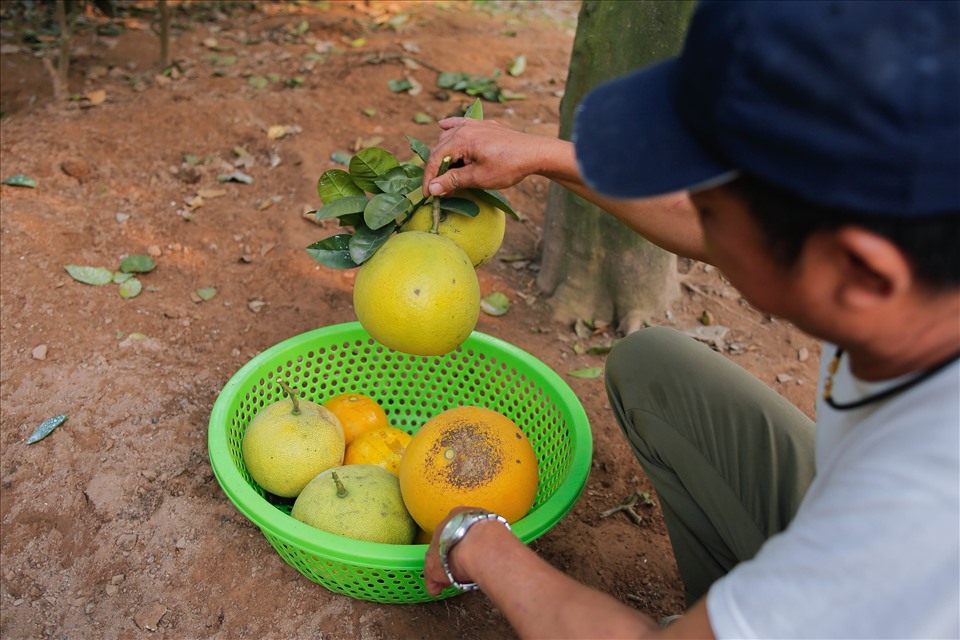 “Đặc điểm của bưởi Diễn là quả càng già càng nhỏ và càng héo ăn càng ngon. Khi cây có tuổi cao từ 15 đến 20 năm, trái bưởi chỉ còn bằng cỡ chiếc bát nhưng vỏ mỏng dính, múi mọng nước“, ông Đạt chia sẻ.