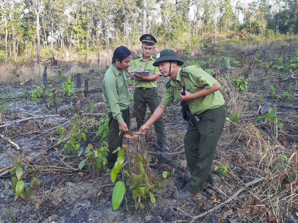 Lực lượng chức năng tỉnh Đắk Lắk đánh giá thiệt hại của một vụ phá rừng. Ảnh minh hoạ: Kiểm lâm Đắk Lắk