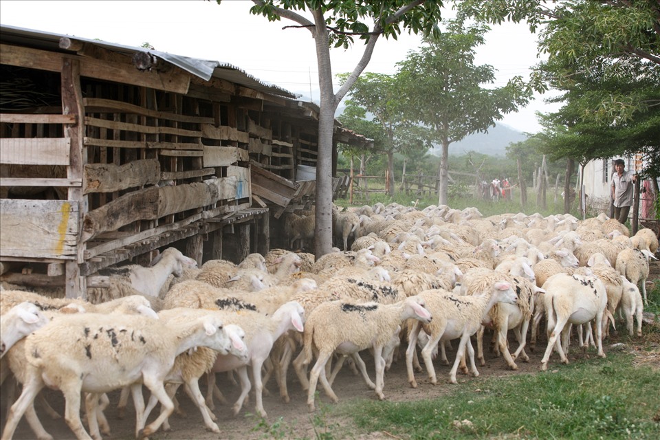 Ở “kinh đô cừu” Ninh Thuận