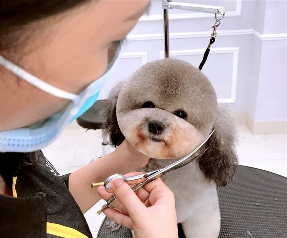 Grooming - nghề cắt tỉa lông thú cưng kiếm tiền triệu dịp Tết