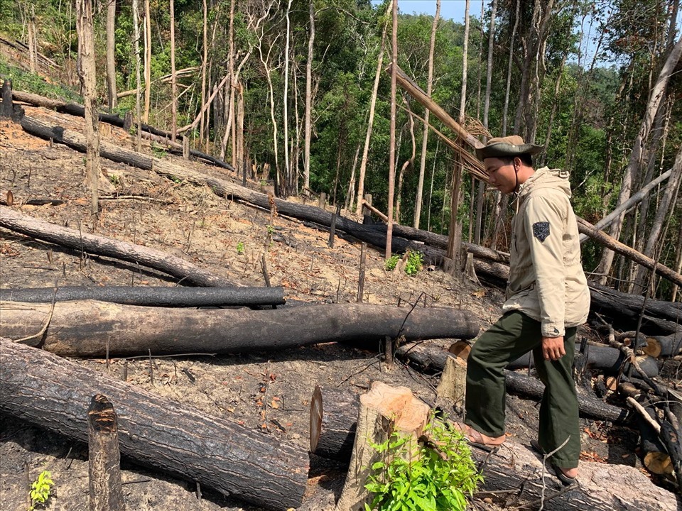 Hiện trường một vụ phá rừng ở lâm trường thuộc quyền quản lý của công ty lâm nghiệp Ea Kar. Ảnh T.X