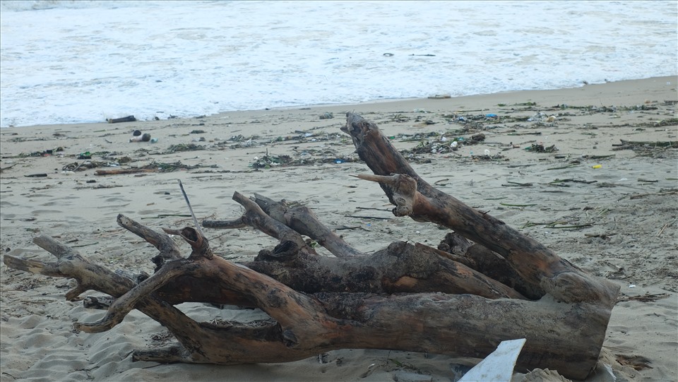 Một gốc cây lớn còn sót lại trên bãi biển, chờ xe cẩu đến xử lý. Ảnh: Nhiệt Băng