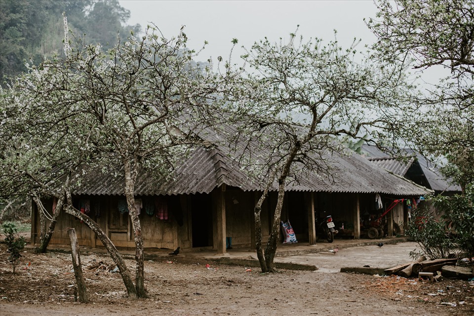 Du khách đến với cao nguyên Mộc Châu dịp này sẽ được lạc vào “thiên đường trắng” của sắc hoa mận. Ảnh: Ngọc Anh Phạm