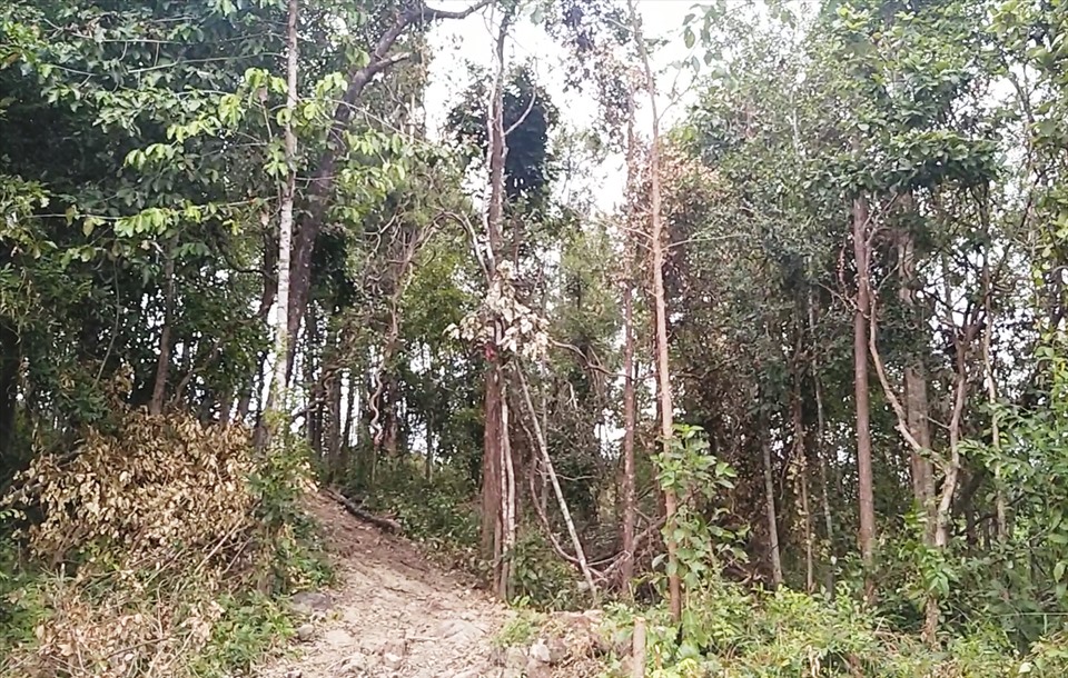 Ngày 7.12, chúng tôi men theo đường mòn đi xuyên qua vạt rừng cao su bạt ngàn ở xã biên giới Ia Púch. Cách trung tâm xã chừng 7 cây số, những khoảnh rừng tự nhiên bị chặt phá trái phép.