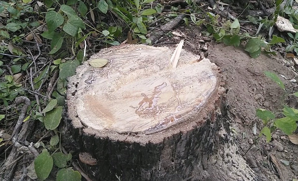 Theo ghi nhận, cây bị đốn hạ phần lớn là cây gỗ cầy, gỗ kiền kiền…