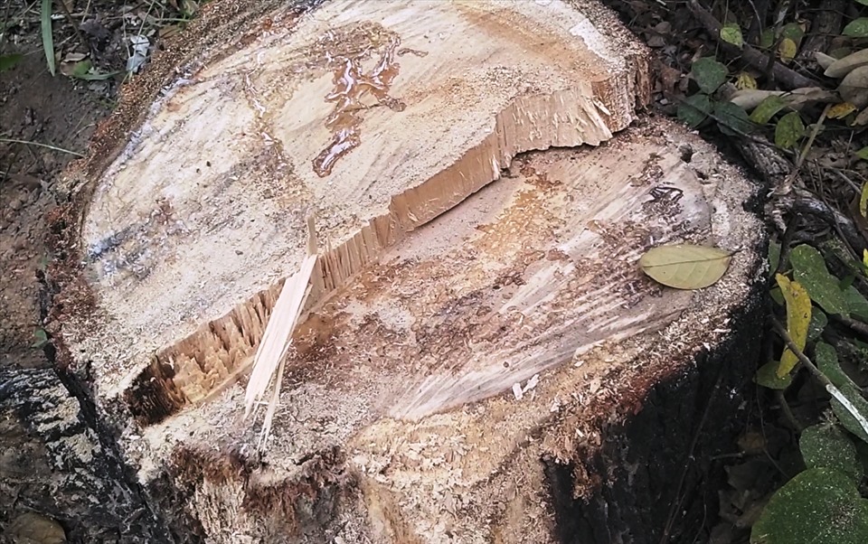 Đi sâu vào rừng, lâm tặc dùng gỗ bắc cầu qua khe suối để vận chuyển gỗ. Nhiều cây gỗ lớn cả chục năm tuổi còn trơ gốc, tứa nhựa.
