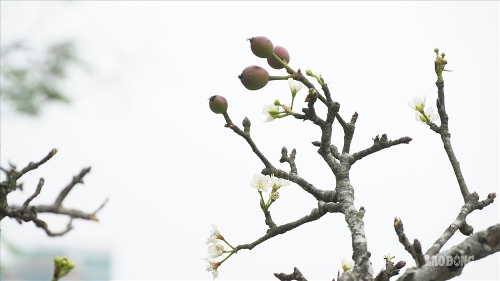 Ngoài ra, một cành lê đẹp cần phải có đủ cả hoa quả và lộc