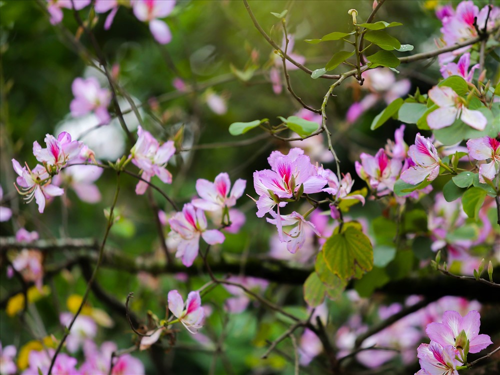 Hoa ban là loài hoa đặc trưng của núi rừng Tây Bắc, chỉ nở khi xuân vừa sang, khoảng cuối tháng 2, đầu tháng 3 hằng năm. Hoa ban có màu trắng xen lẫn hồng tím, màu sắc dịu dàng xua tan cái âm u, xám xịt của tiết trời mưa phùn ở Hà Nội.