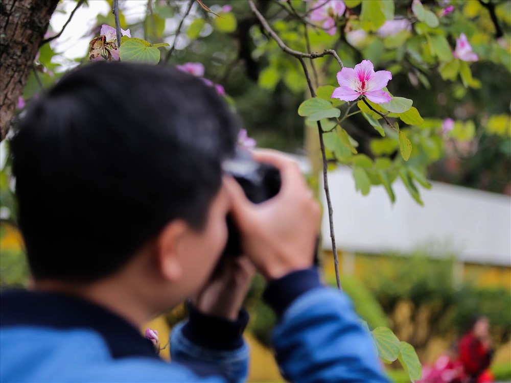 Màu sắc dịu dàng của hoa ban như xua tan cái âm u, xám xịt của tiết se lạnh ở Hà Nội.