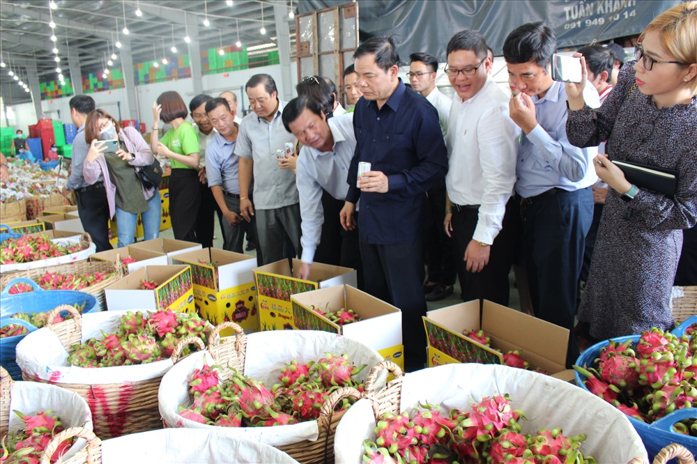 Bộ trưởng Nguyễn Xuân Cường (áo sậm, giữa) thăm cơ sở thu mua thanh long. Ảnh: K.Q