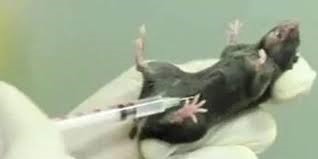 Các mẫu vắc-xin mới này đã được tiêm vào hơn 100 con chuột khỏe mạnh. Ảnh: China Internet