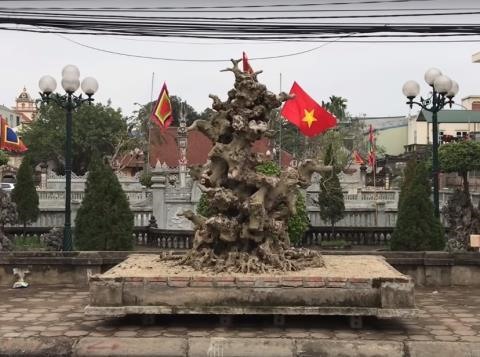 Phôi cây sanh Nam Điền của ông Đặng Đình Thuận (biệt danh Thuận “đồng nát” ở Ứng Hòa, TP. Hà Nội) được “hét giá” lên tới 4 tỉ đồng. Ảnh BĐV