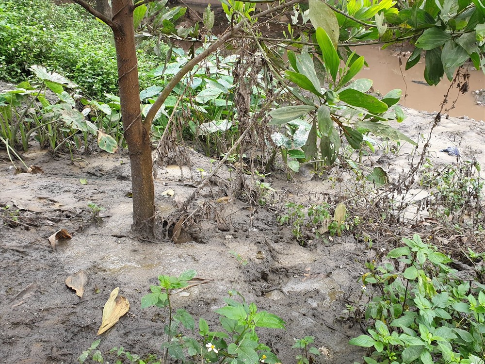Lượng phân bùn bị đổ trộm trên Đại lộ Thăng Long làm chết cỏ cây.