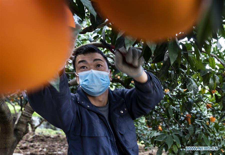 1 người dân trong làng đang chăm sóc vườn cam tại thị trấn Matou của huyện Tancheng thuộc thành phố Lâm Nghi, phía đông tỉnh Sơn Đông, Trung Quốc, ngày 10.2. Ảnh: Tân Hoa Xã