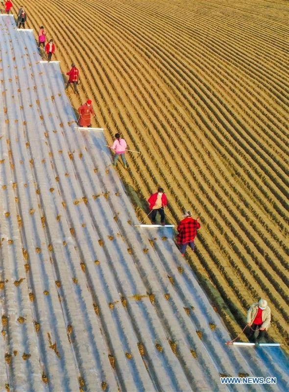 Ảnh chụp từ trên không vào ngày 11 tháng 2 năm 2020 cho thấy dân làng làm việc trên cánh đồng ở làng Sangshulin, phía tây nam tỉnh Tứ Xuyên, Trung Quốc. Ảnh: Tân Hoa Xã