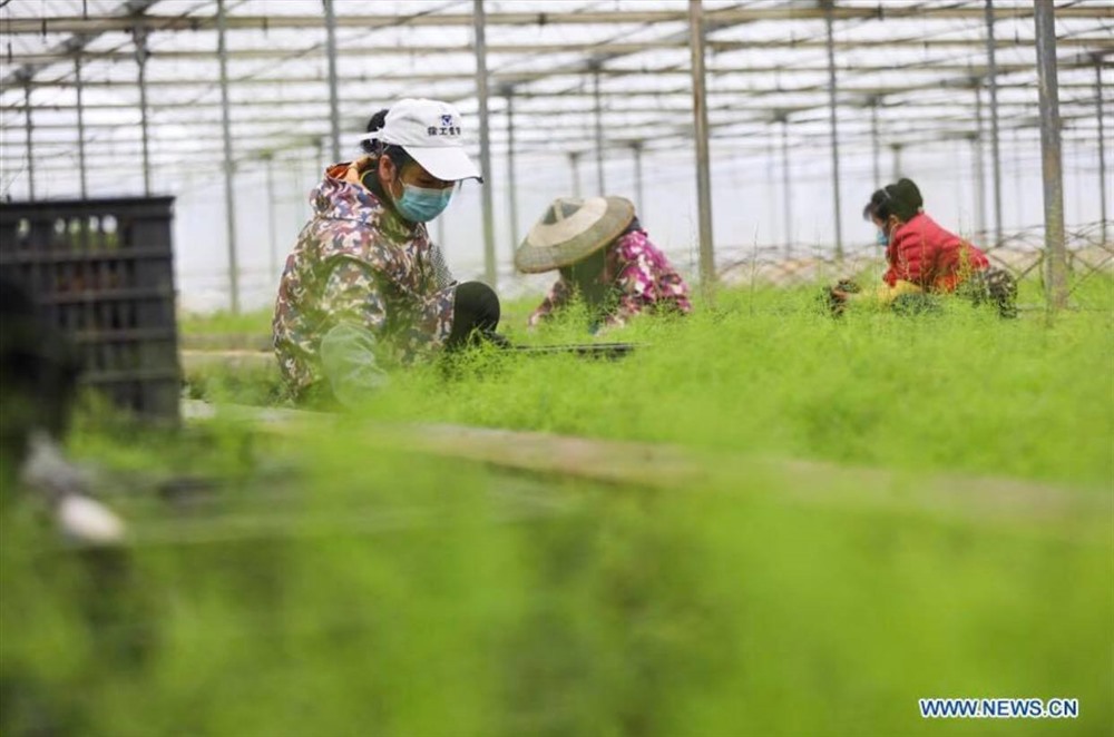 Trong một nhà kính trồng cây thuốc ở thị trấn Xingren, huyện Đan Trại, Châu tự trị Kiềm Đông Nam, phía tây nam tỉnh Quý Châu, Trung Quốc, ngày 11.2. Ảnh: Tân Hoa Xã