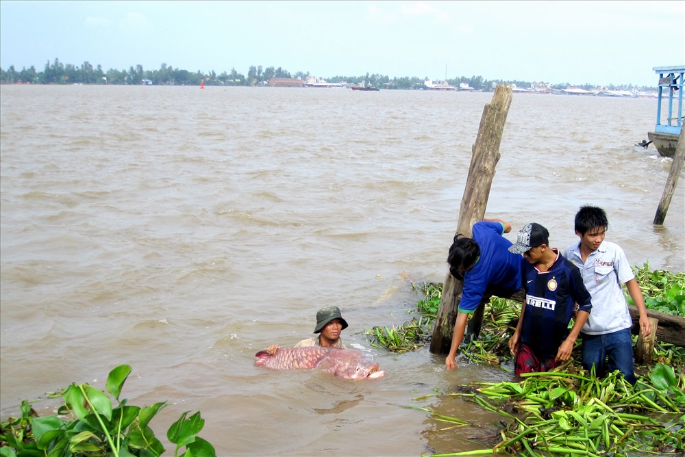 Ngư dân An Giang bắt cá hô trên sông Tiền. Ảnh: LT