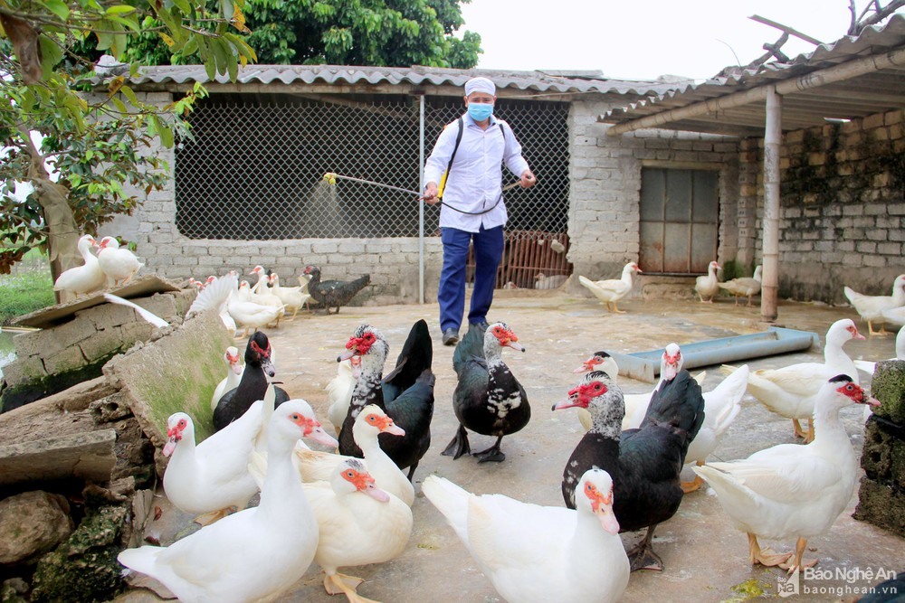 Cán bộ thú y phun hóa chất khử trùng để bảo vệ đàn gia cầm khỏi dịch cúm A/H5N6 tại Nghệ An. Ảnh: Quang An