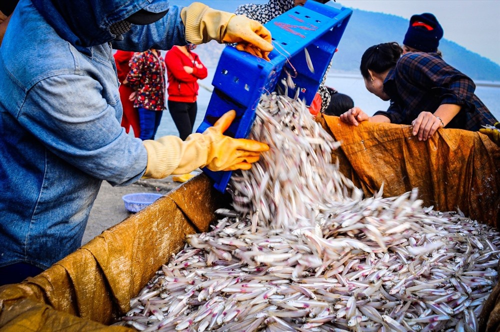 Cá được tiểu thương thu mua hết ngay tại cảng, và được tiêu thụ tươi ngay tại Hà Tĩnh, một phần được sử dụng chế biến nước mắm và cá khô.