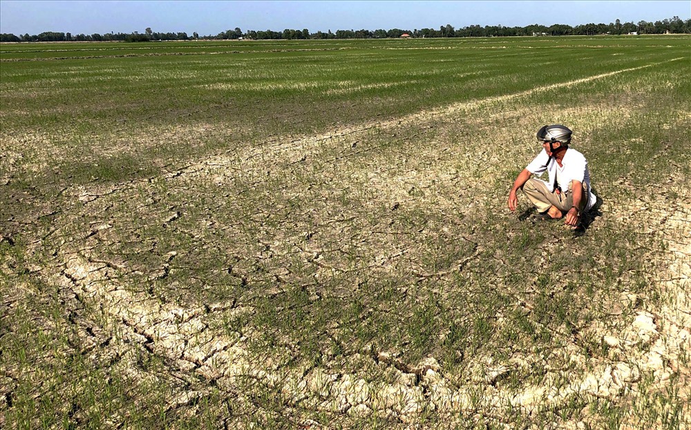 Những ngày này, các ruộng đồng ở ĐBSCL khô cằn nứt nẻ do hạn hán, thiếu nước. Chỉ riêng 2 huyện Cầu Ngang và Trà Cú của tỉnh Trà Vinh đã có gần 10.000ha lúa đông xuân bị thiệt hại.