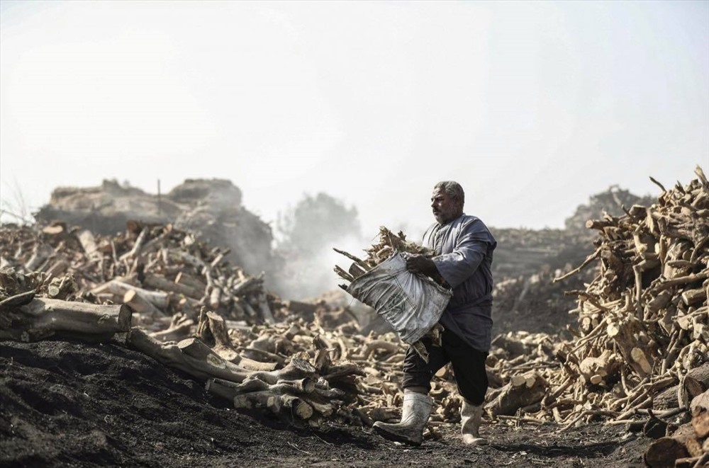 7. Một công nhân đang vận chuyển các thanh gỗ dể chuẩn bị đốt than. Ảnh: AFP