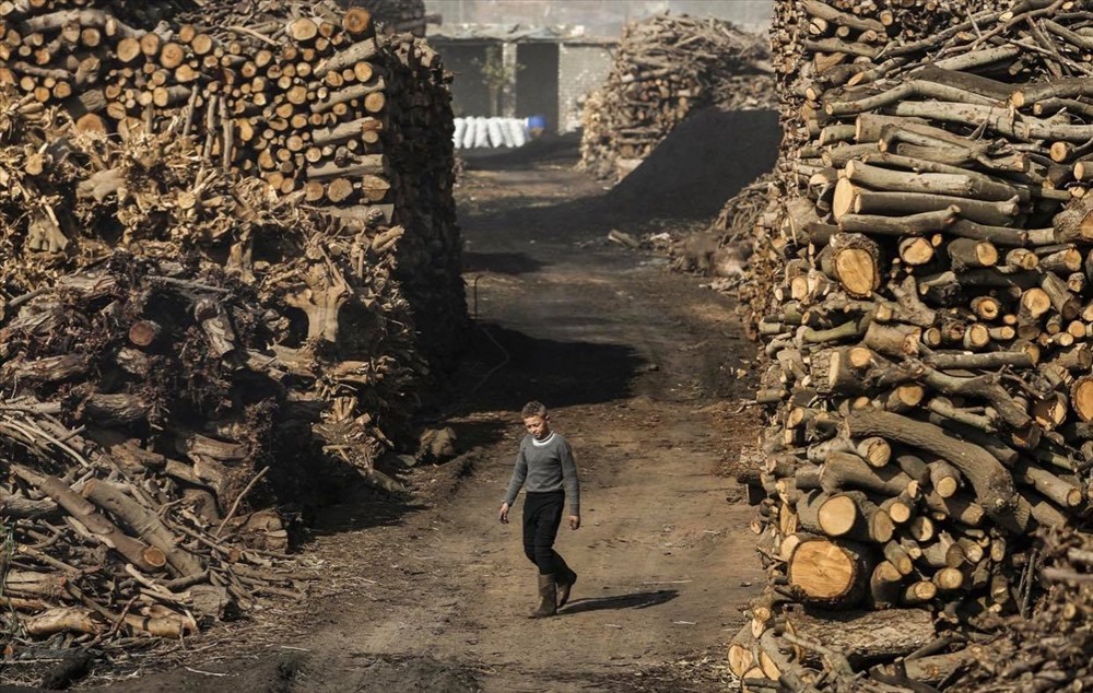 Nhà máy sử dụng cả lao động trẻ em. Trong ảnh là 1 cậu bé làm việc tại đây, đang di chuyển giữa các đống cây lớn được dùng làm nguyên liệu than củi. Ảnh: AFP