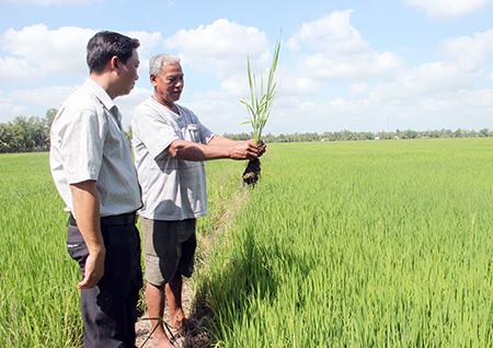 Một số ruộng lúa tại ấp 10, xã Vĩnh Viễn A, có độ mặn trong ruộng hơn 1‰ tạo sự lo lắng cho người dân