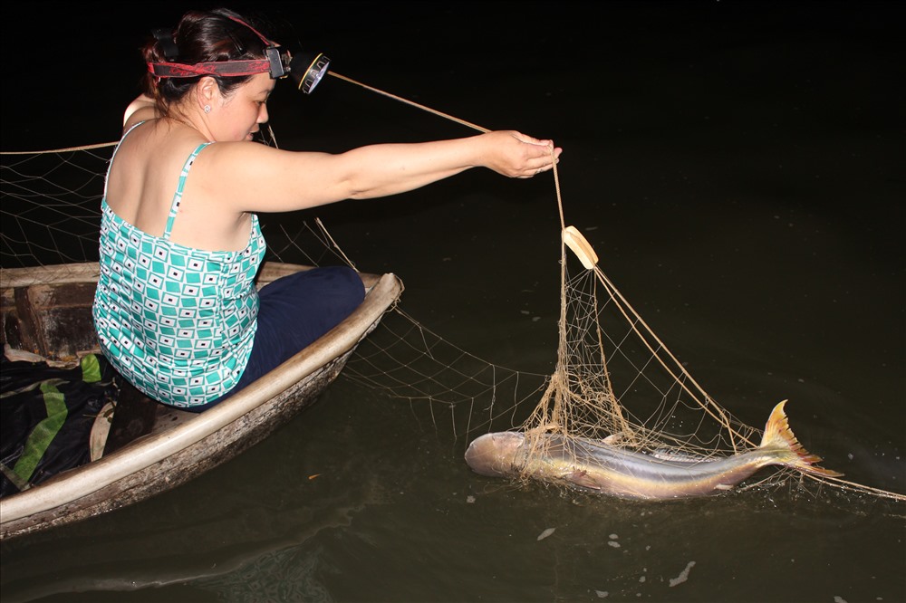 Nghề giăng cá bông lau ngư dân phải thức sáng đêm để canh tàu ghe “ăn” lưới cũng như canh chỉnh cho đường lưới thẳng hàng. Cá bắt được đa phần là chết dưới nước, còn con nào phát hiện sớm cũng chỉ sống được tới sáng.